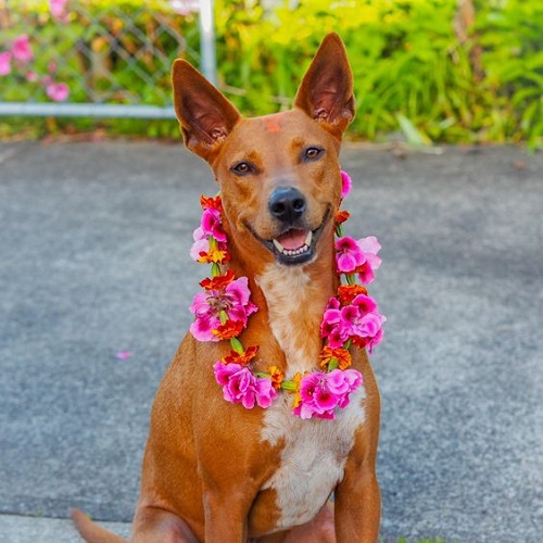 Kukur Tihar: Festival of honoring dogs