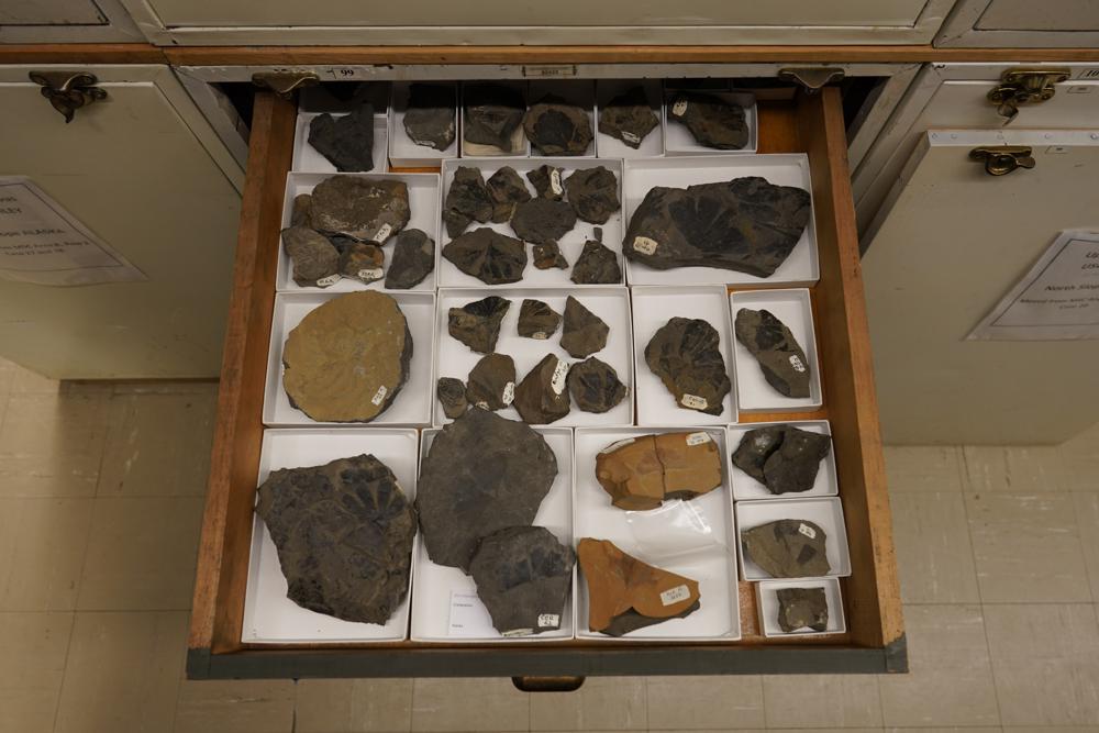 Fossil leaves may reveal climate in last era of dinosaurs