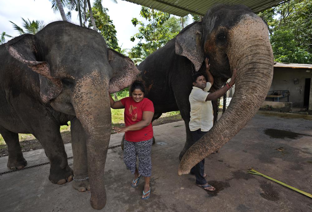 Sri Lanka conservationists fight elephant smuggling in court
