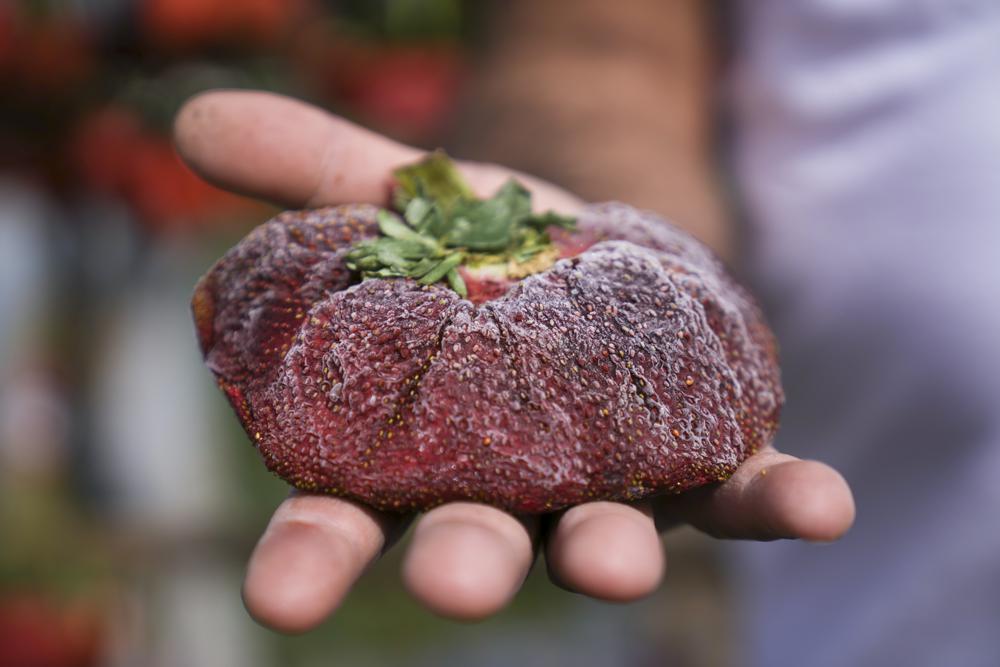 World’s biggest strawberry found in Israel