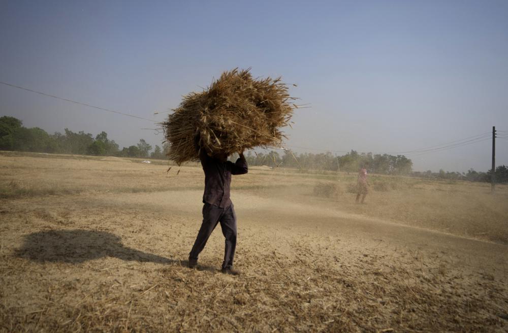 India open to exporting wheat despite ban