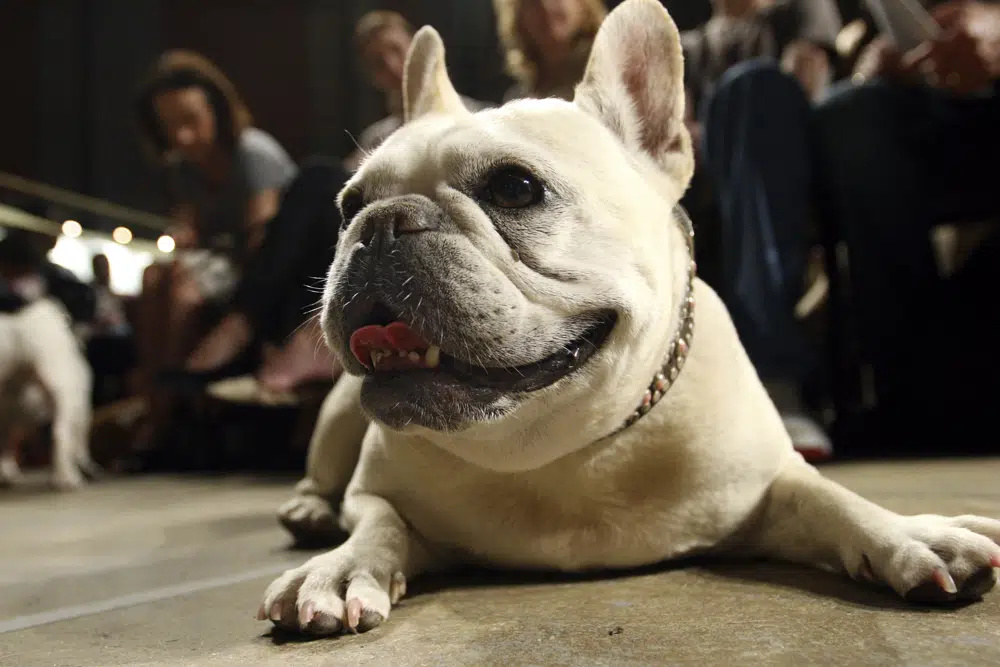 French bulldog becomes top US dog breed
