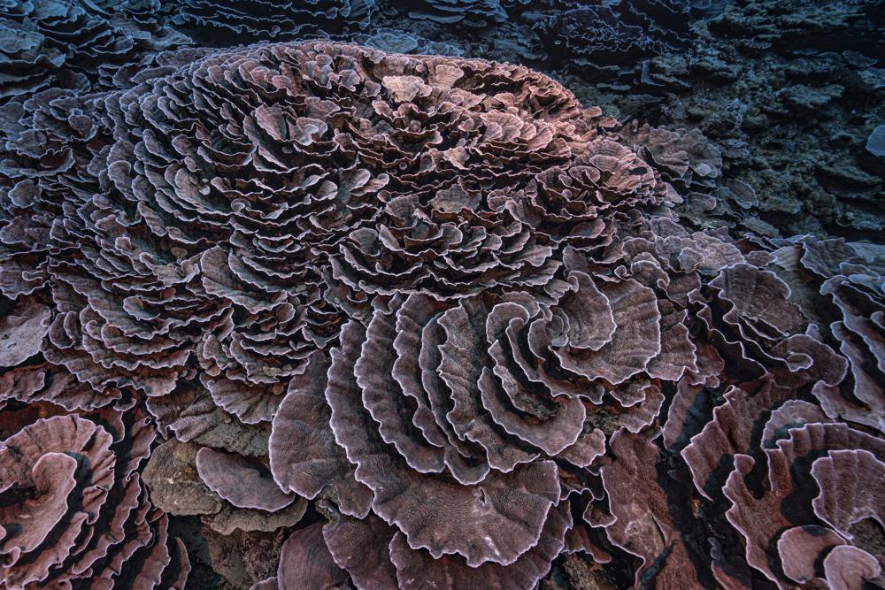 Rare, pristine coral reef found