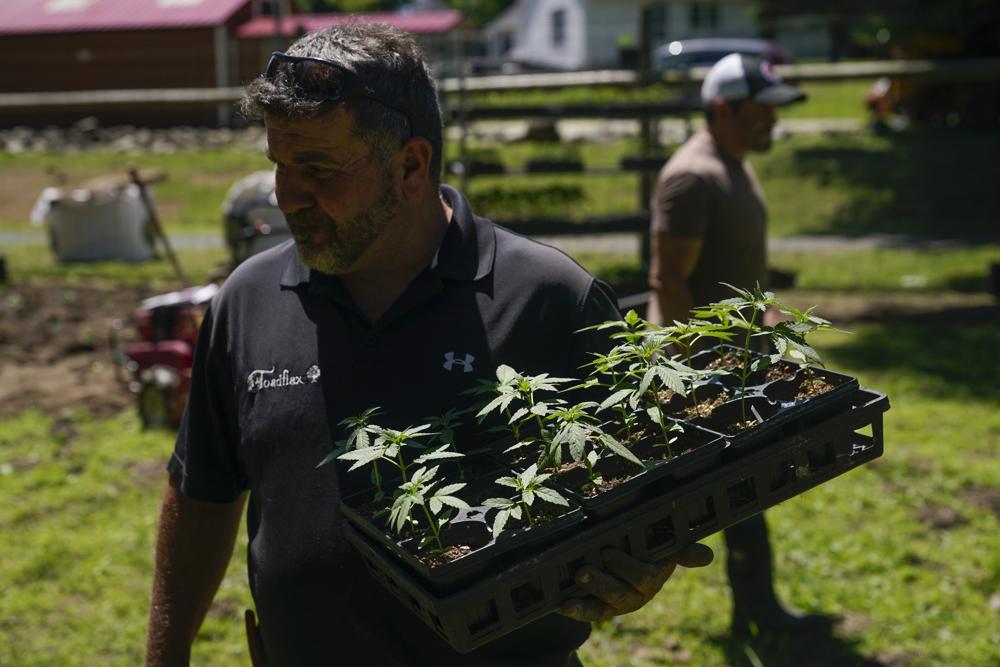 New York’s 1st legal marijuana crop sprouts under the sun