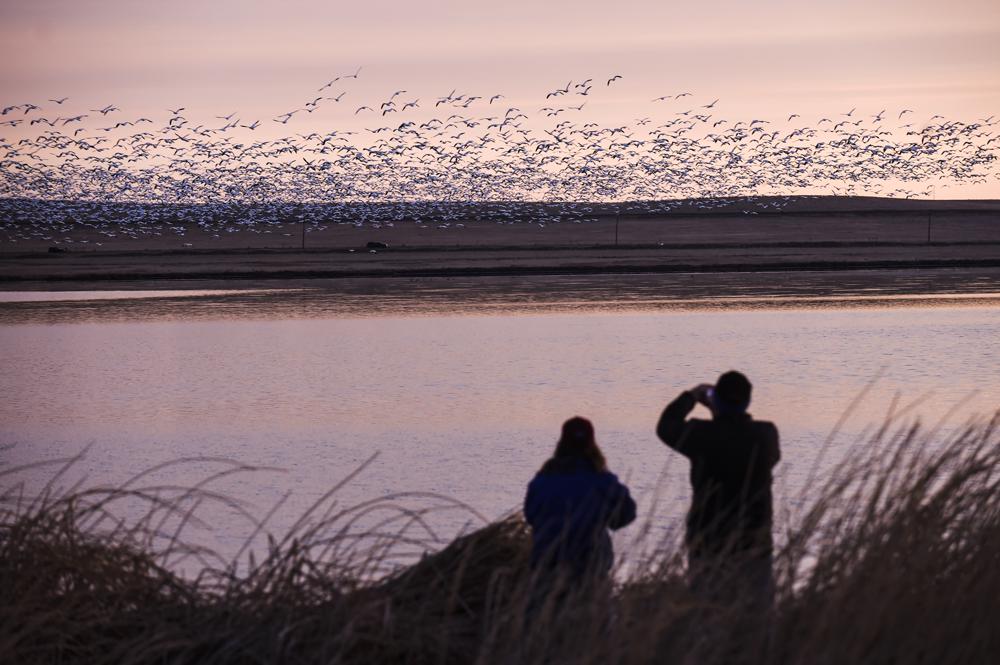 New online atlas of bird migration
