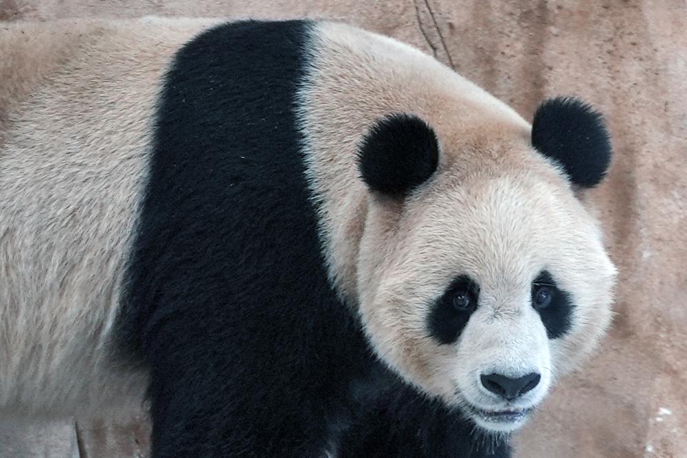 Pandas sent by China arrive in Qatar ahead of World Cup