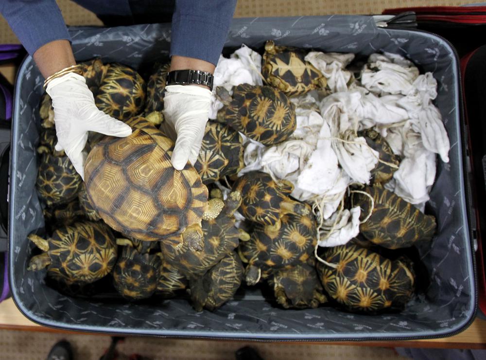 Turtles in demand as pets, leading to a spike in poaching
