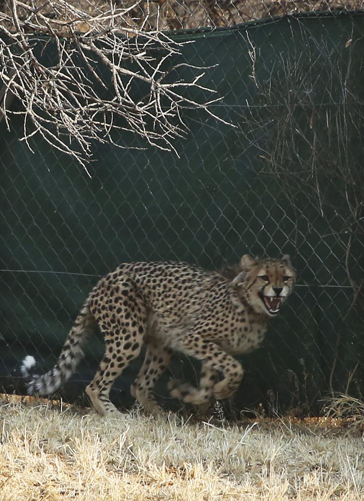 Cheetahs’ comeback in India after 70 years