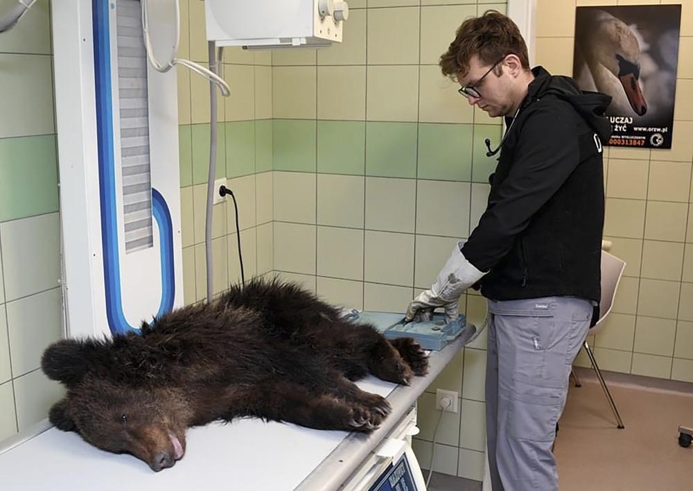 Sick bear cub in Poland euthanized