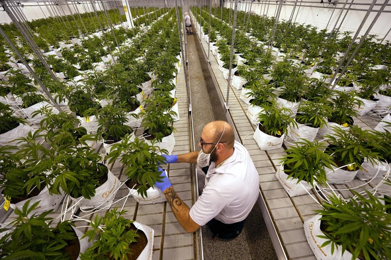 Medical marijuana firms lead donors for legal weed campaigns