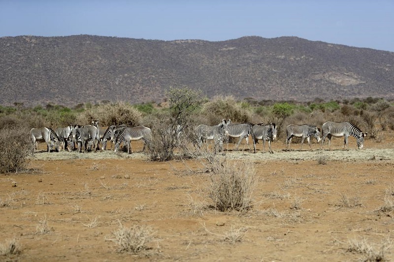 Hundreds of animals die as Kenya weathers drought