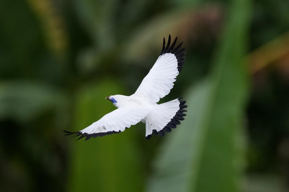 In Bali, bird sellers help endangered mynah make a comeback