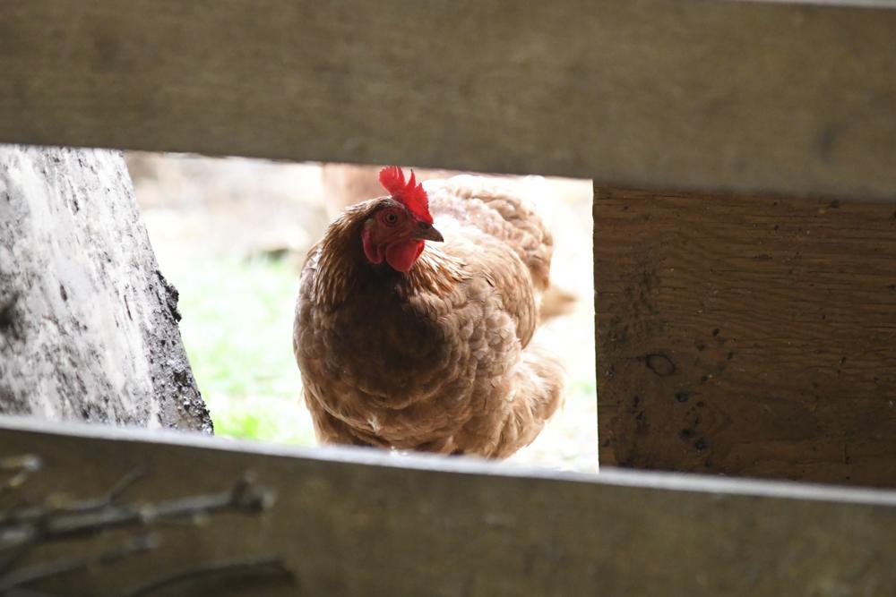 Conspiracy theorists flock to bird flu
