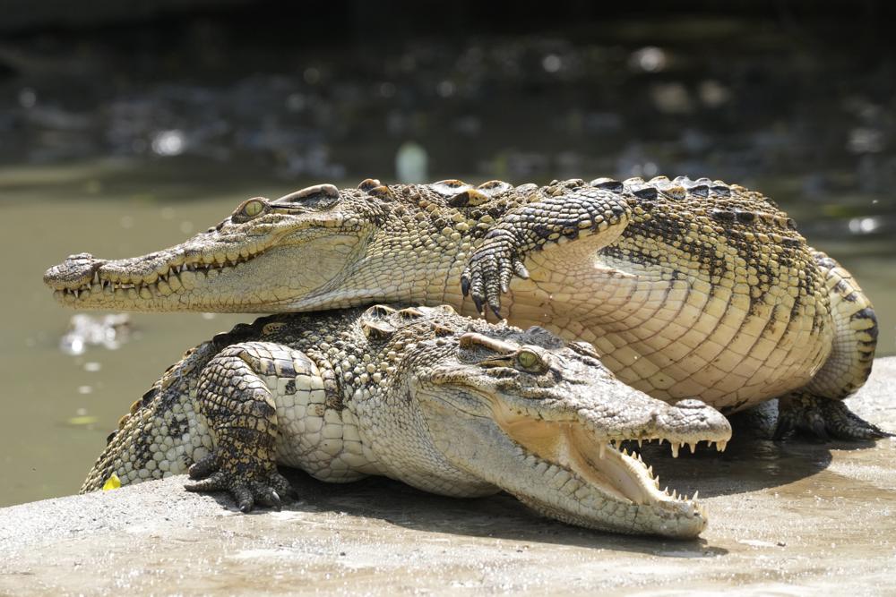 Thai crocodile farmers want trade restrictions relaxed