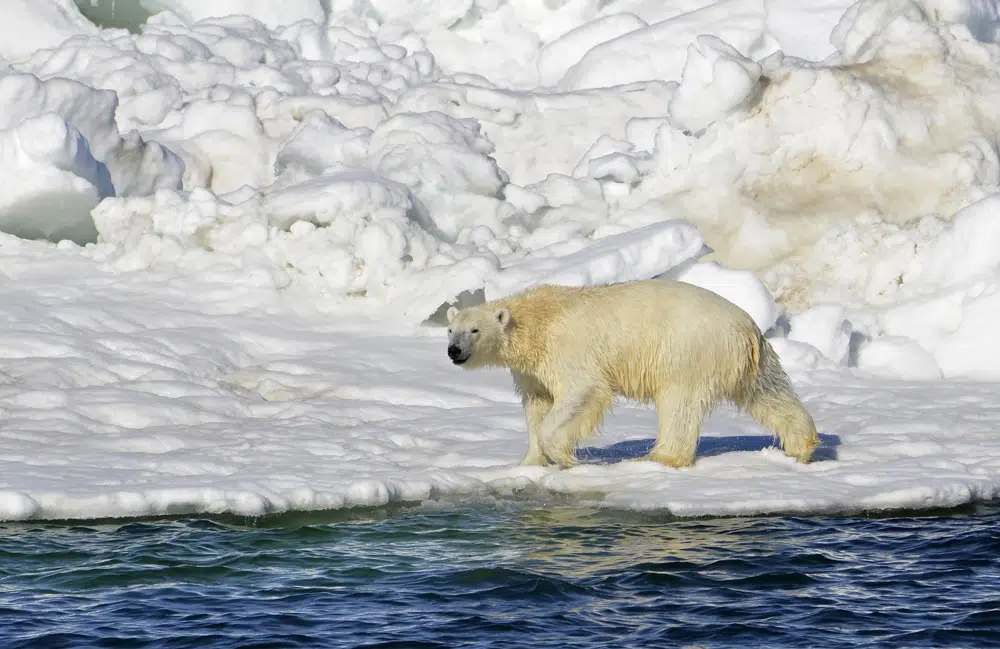 Attack in Alaska renews interest in polar bear patrols