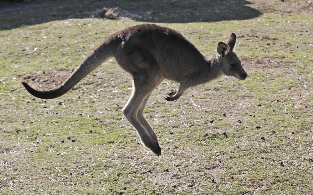 Australian man killed by kangaroo