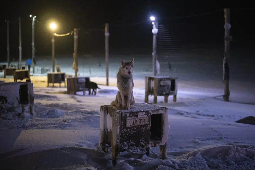 Sled dogs train and play in warming Arctic