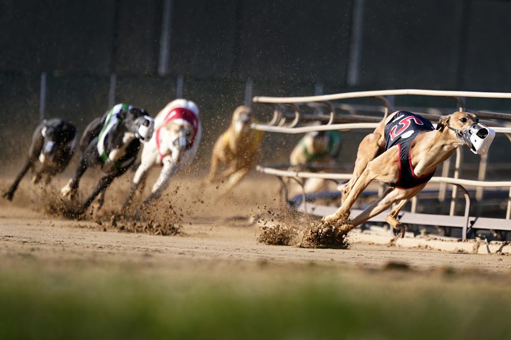 Greyhound racing nearing its end in the US