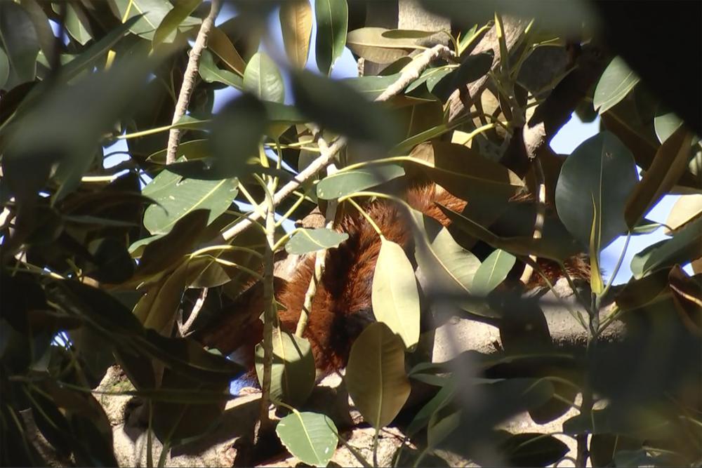 Red panda found on fig tree after escaping zoo