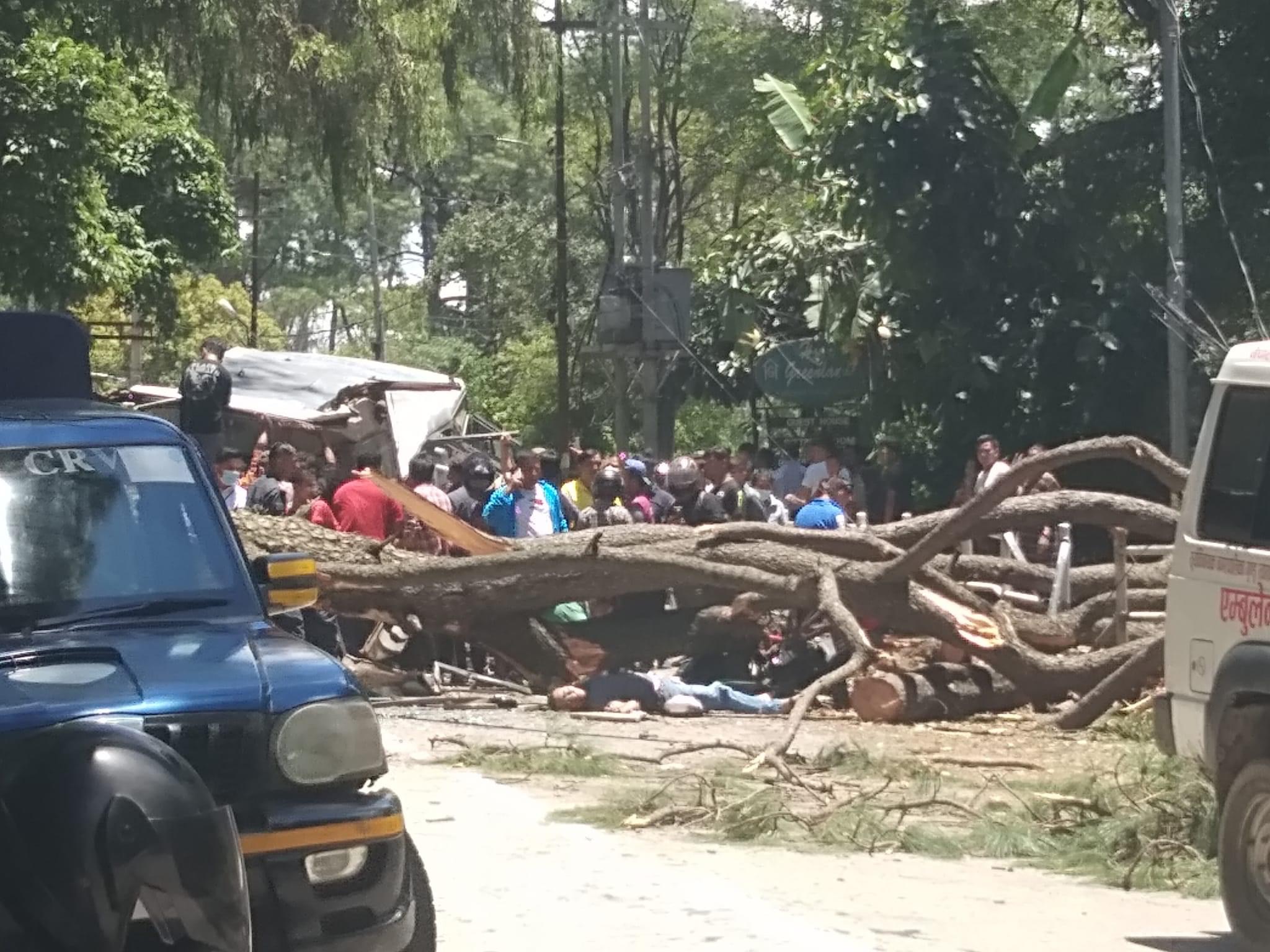 Tree crushes three people to death