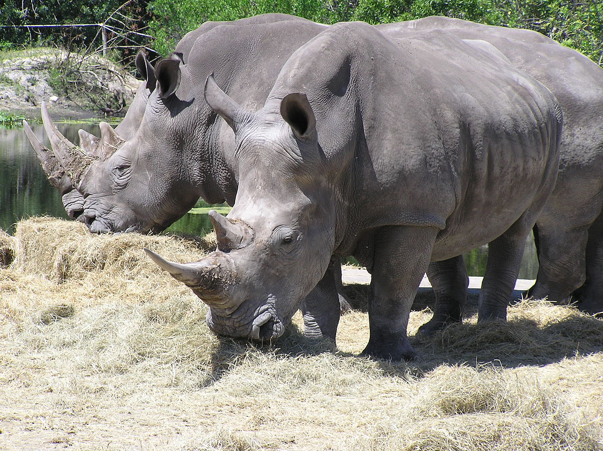 Two rhinos found dead