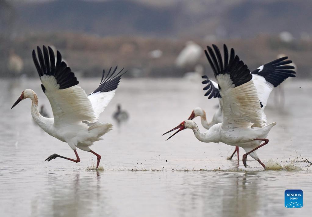 White cranes seen in Nanchang, east China