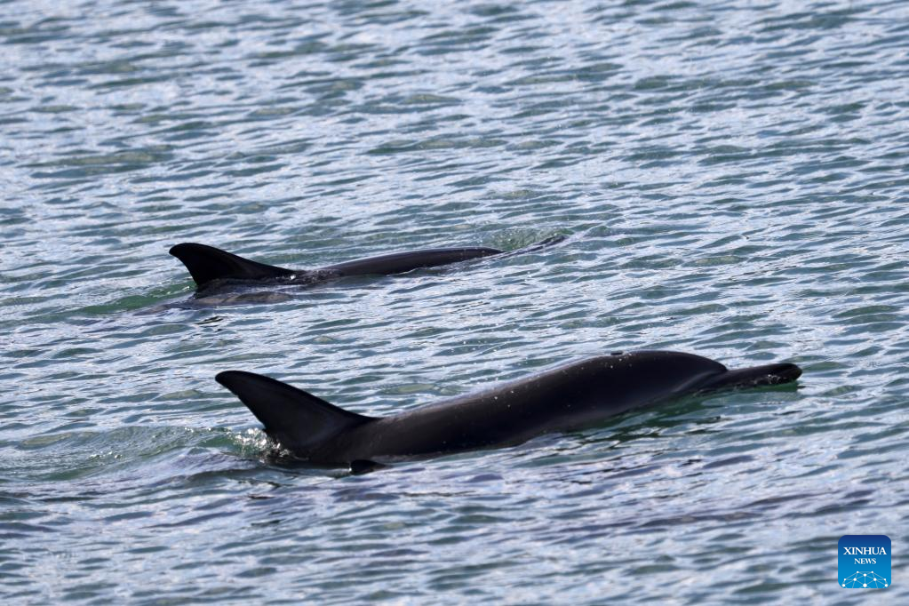 In pics: Dolphins seen in Wellington, New Zealand