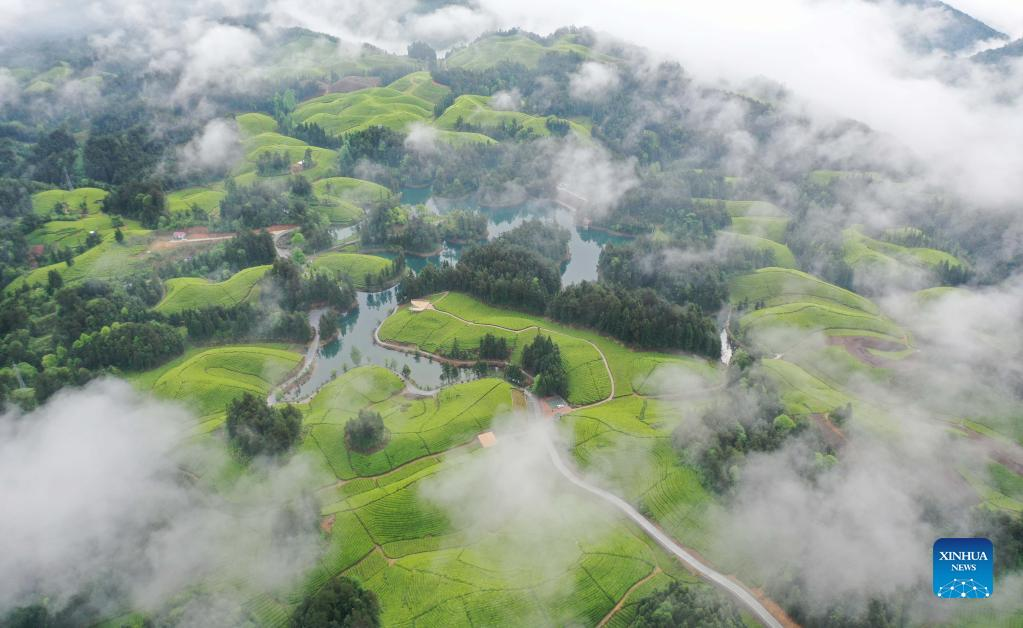 View of tea garden in China’s Hubei