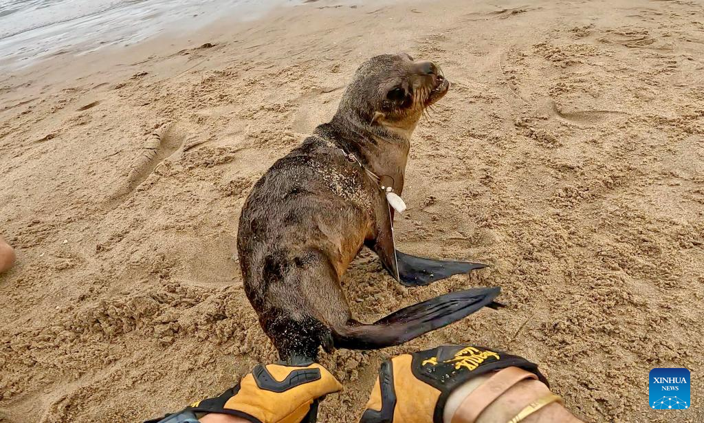 272 seals rescued