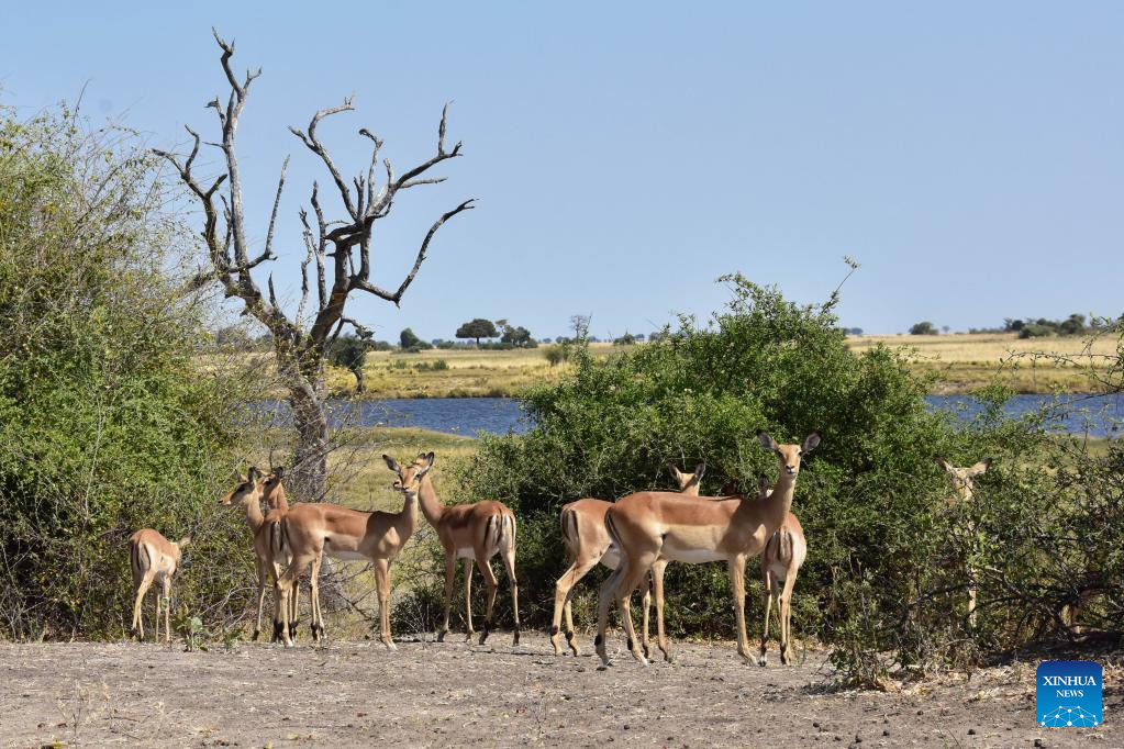 Animals seen at Chobe National Park, Botswana