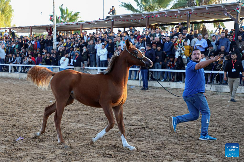 Festival for Arabian purebred horses held in Palestine