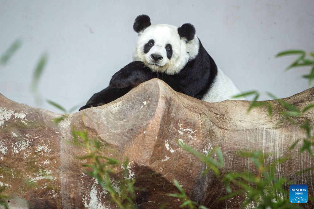 Giant panda seen in Chiang Mai Zoo in Thailand