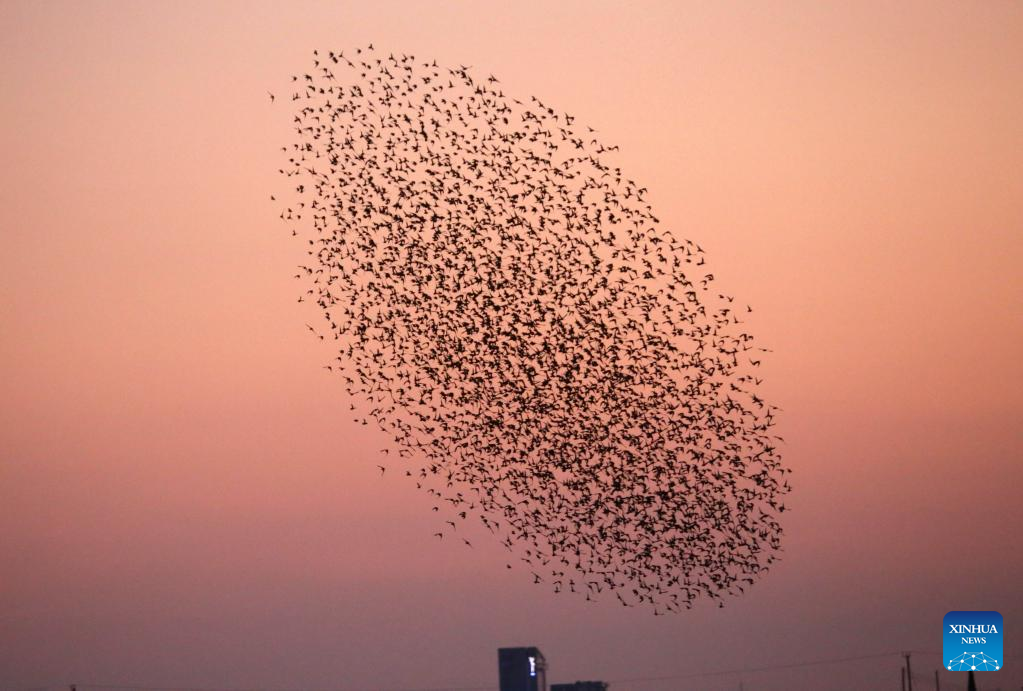 European starlings fly near Larnaca, Cyprus