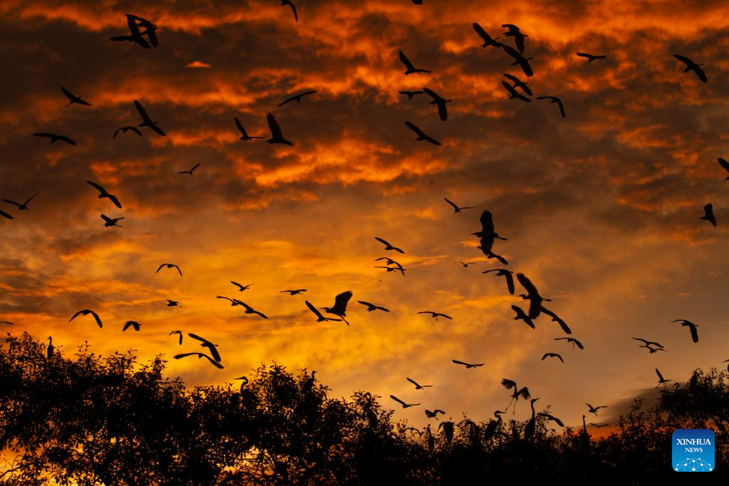 Egrets seen at sunset in Lhokseumawe, Indonesia