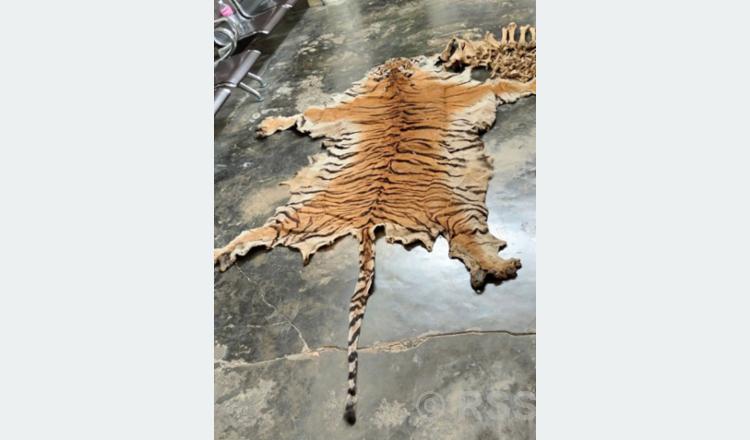 Four held with spotted tiger skin and bones