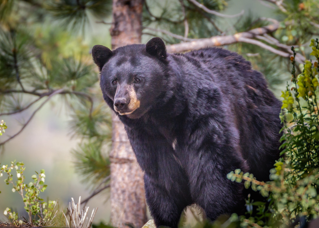 Huge Tahoe bear breaks into homes as it eludes capture