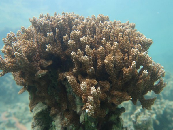 Research: Caribbean coral reefs have been warming