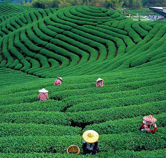 Tea producers demand chemical fertilizers