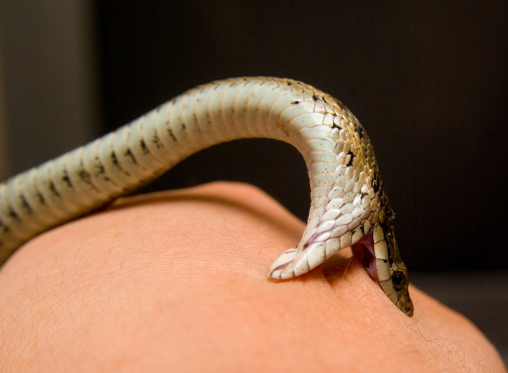Toddler dies of snakebite in Jhapa