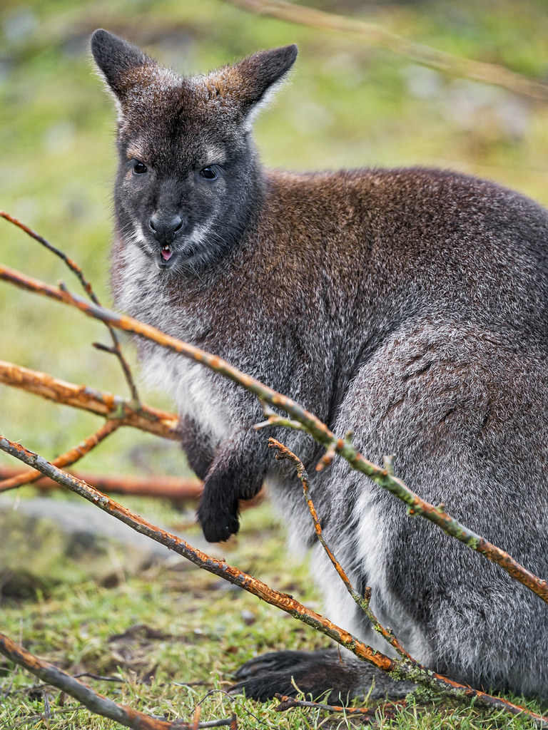 Missing wallaby found hiding in bush near zoo exhibit