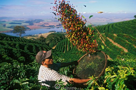 Youths attracted to coffee farming in Gulmi