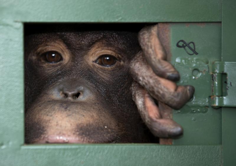 Thailand aims at pandemic risks by fighting wildlife trade