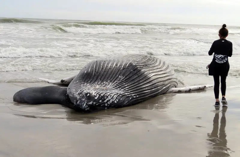 Whale found dead in NJ likely struck by vessel