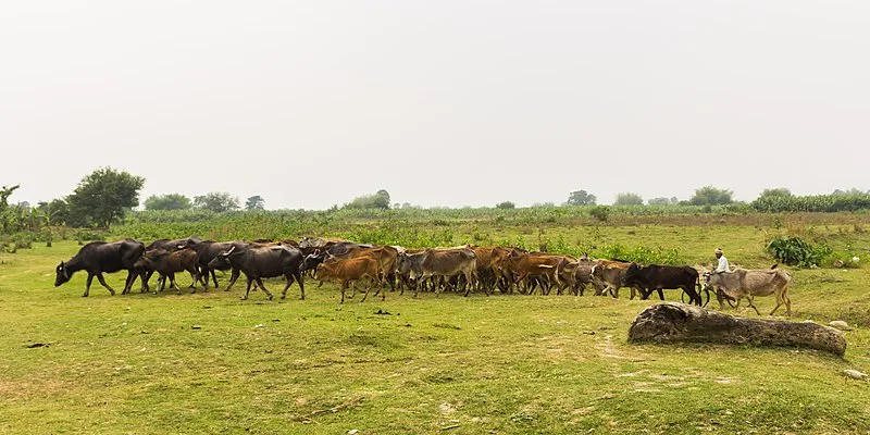 Human-wildlife conflict: 200 killed, over Rs 600 million distributed in compensation