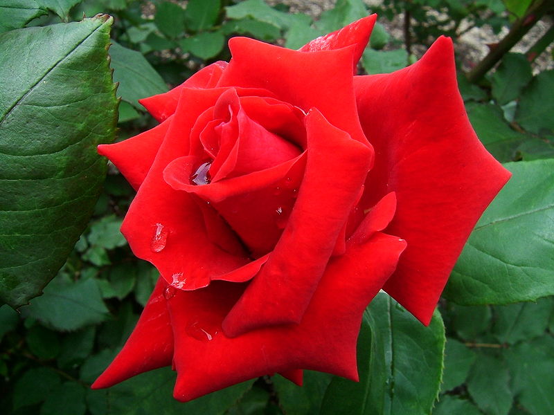 Decrease in rose imports