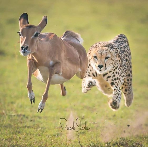 Kuno Cheetahs make their first hunt after being released