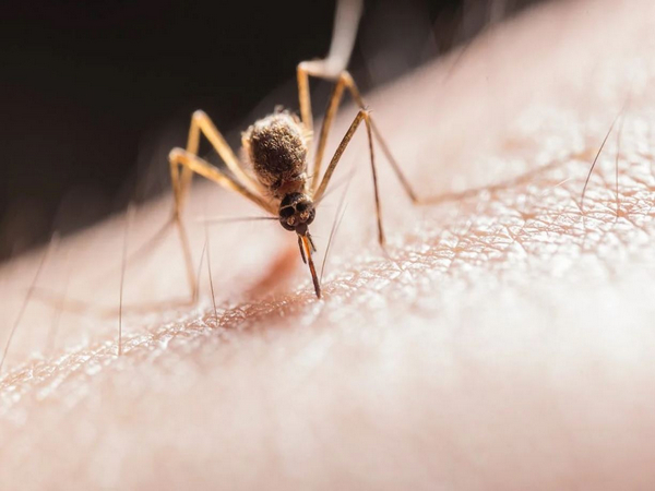 541 cases of dengue confirmed in Karnali