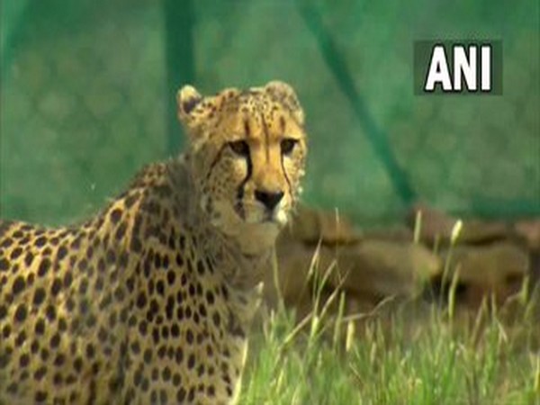 Two cheetahs shifted in big enclosure at MP