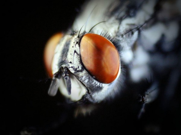 Injured fruit flies use corrective movements to maintain stability