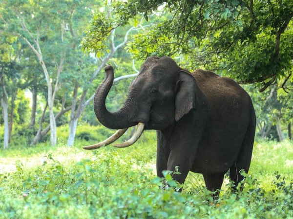 Elephant extinction impact on atmospheric carbon levels